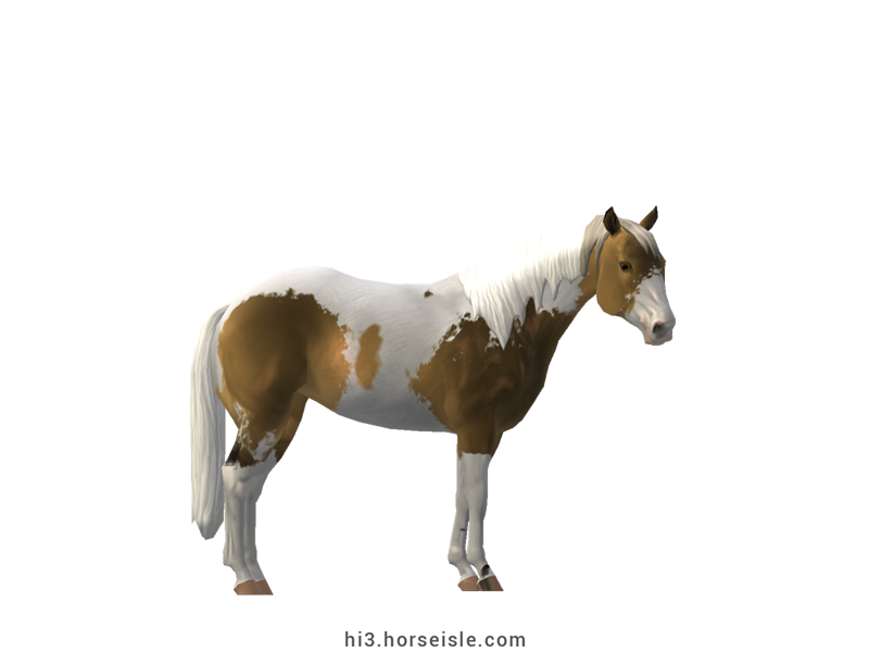 American Paint Halter Horse Sooty Pale Yellow Silver Tovero Coat (normal view)